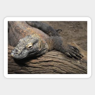 Komodo Dragon Sticker